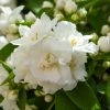 Seringat Blanc - Philadelphus Mrs E.L. Robinson 2 Seringat Blanc - Philadelphus Mrs E.L. Robinson -Jardin De Fleurs Magasin Seringat blanc Philadelphus Mrs E L Robinson copyright 1007551 1