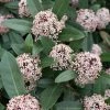 Skimmia Japonica Godrie's Dwarf - Skimmia Du Japon Nain 2 Skimmia Japonica Godrie's Dwarf - Skimmia Du Japon Nain -Jardin De Fleurs Magasin Skimmia japonica Godrie s Dwarf copyright 873451 1