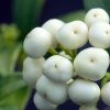 Skimmia Japonica Kew White -Jardin De Fleurs Magasin Skimmia japonica Kew White 87346 1