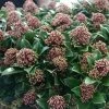 Skimmia Japonica Pink Dwarf -Jardin De Fleurs Magasin Skimmia japonica Pink Dwarf 100857 1