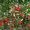 Skimmia Reevesiana 2 Skimmia Reevesiana -Jardin De Fleurs Magasin Skimmia reevesiana 781805 1