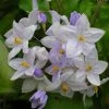 Solanum Jasminoides Bleu - Morelle Faux-jasmin