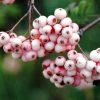 Sorbier - Sorbus Arnoldiana Pink Veil -Jardin De Fleurs Magasin Sorbier Sorbus Pink Veil IF 17946 1