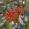 Sorbus Aria - Alisier Blanc -Jardin De Fleurs Magasin Sorbus aria 89448 1