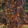 Sorbus Aucuparia Autumn Spire - Sorbier Des Oiseleurs