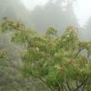 Sorbus Randaiensis - Sorbier De TaÃ¯wan