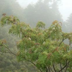 Sorbus Randaiensis - Sorbier De TaÃ¯wan