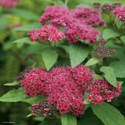 SpirÃ©e Japonaise Double Play Red - Spiraea Japonica