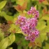 SpirÃ©e Japonaise - Spiraea Japonica Pink & Gold -Jardin De Fleurs Magasin Spiraea japonica spiree Pink and Gold copyright 1008631 1