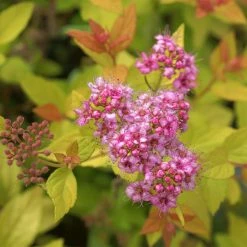 SpirÃ©e Japonaise - Spiraea Japonica Pink & Gold