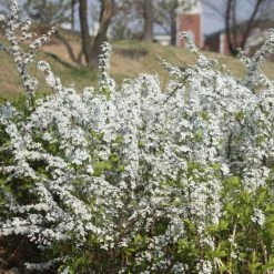 Spiraea Prunifolia - SpirÃ©e Ã  Feuilles De Prunier