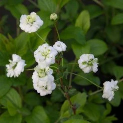 Spiraea Prunifolia Plena - SpirÃ©e Blanche