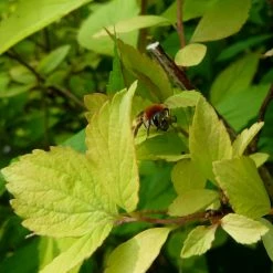 Spiraea Vanhouttei Gold Fountain - SpirÃ©e De Van Houtte DorÃ©e