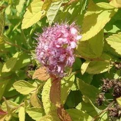 SpirÃ©e Japonaise Golden Princess - Spiraea Japonica