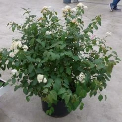 SpirÃ©e Double Play Blue Kazoo - Spiraea Japonica