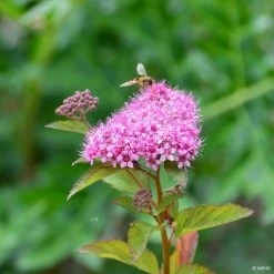 Spiraea Japonica Merlo Green - SpirÃ©e Japonaise
