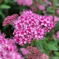 Spiraea Japonica Odessa - SpirÃ©e Japonaise