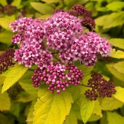 SpirÃ©e Japonaise - Spiraea Japonica Double Play Big Bang
