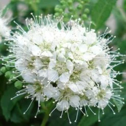 SpirÃ©e Japonaise Albiflora - Spiraea Japonica