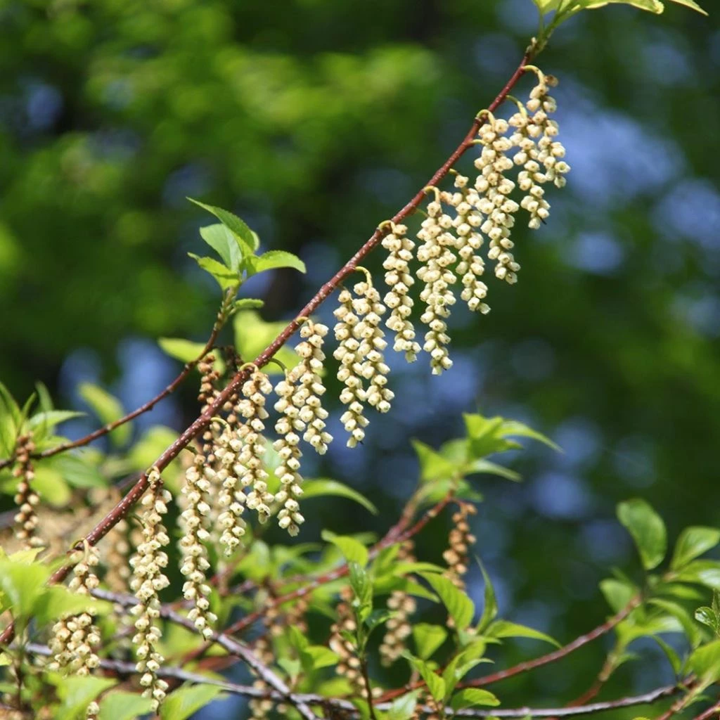 Stachyurus Praecox 1 Stachyurus Praecox