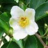 Stewartia Monadelpha -Jardin De Fleurs Magasin Stewartia monodelpha 84333 1