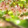 Styrax Japonica Pink Chimes - Styrax Du Japon -Jardin De Fleurs Magasin Styrax japonica Pink Chimes copyright 1008671 1