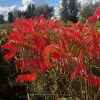 Sumac De Virginie - Rhus Typhina -Jardin De Fleurs Magasin Sumac de Virginie Rhus typhina copyright 784311 1