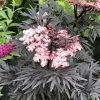Sureau Noir - Sambucus Nigra Straight Laced -Jardin De Fleurs Magasin Sureau noir Sambucus nigra Straight Laced IF 17945 1