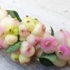 Symphorine - Symphoricarpos Orbiculatus Symphony Rave