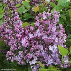 Lilas Ã  Fleurs De Jacinthe - Syringa Hyacinthiflora Maiden's Blush