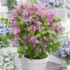Lilas Nain - Syringa Meyeri Flowerfesta Pink