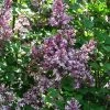 Lilas - Syringa Meyeri Palibin -Jardin De Fleurs Magasin Syringa meyeri Palibin 84343 1