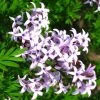 Lilas De Perse - Syringa Persica Laciniata -Jardin De Fleurs Magasin Syringa persica Laciniata 84344 1