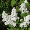 Lilas - Syringa Vulgaris Jeanne D'Arc