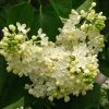 Lilas - Syringa Vulgaris Primrose -Jardin De Fleurs Magasin Syringa vulgaris Primrose 82805 1