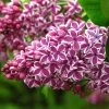 Lilas Sensation - Syringa Vulgaris -Jardin De Fleurs Magasin Syringa vulgaris Sensation 7586 1