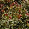 Syzygium Australe Big Red -Jardin De Fleurs Magasin Syzygium australe Big Red 85049 1