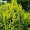 Taxus Baccata David - If Colonnaire PanachÃ© -Jardin De Fleurs Magasin Taxus baccata David 88434 1