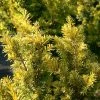 If Commun - Taxus Baccata Kupfergold -Jardin De Fleurs Magasin Taxus baccata Kupfergold copyright 1002851 1