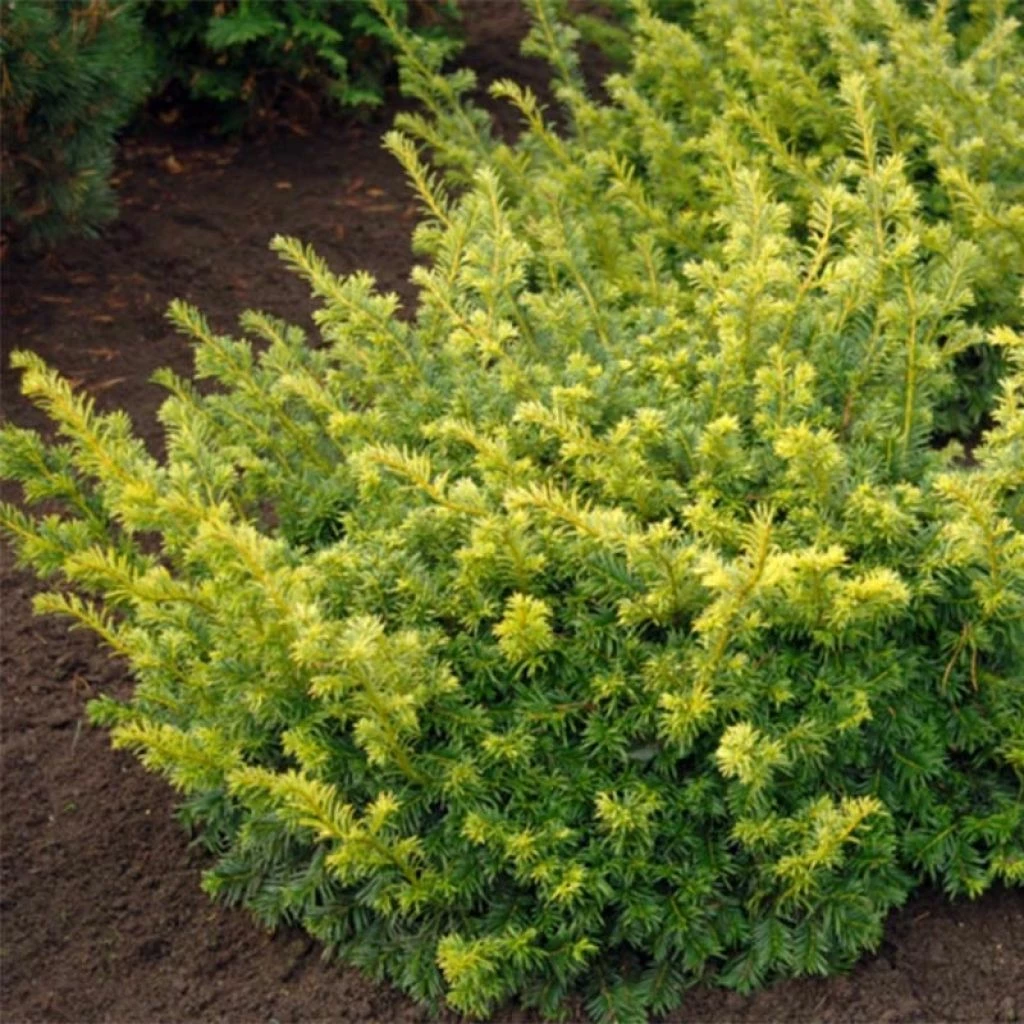 Taxus Baccata Summergold - If Commun Doré 1 Taxus Baccata Summergold - If Commun Doré