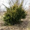 Taxus Media Densiformis - If Hybride -Jardin De Fleurs Magasin Taxus media Densiformis 84353 1