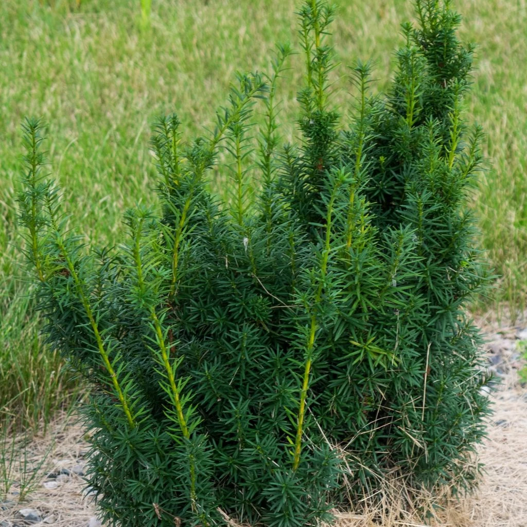 Taxus X Media Hicksii - If Hybride 1 Taxus X Media Hicksii - If Hybride