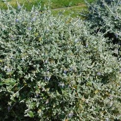GermandrÃ©e Arbustive - Teucrium Fruticans