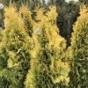 Thuya Du Canada - Thuja Occidentalis Jantar -Jardin De Fleurs Magasin Thuja occidentalis Jantar V 1008811 1