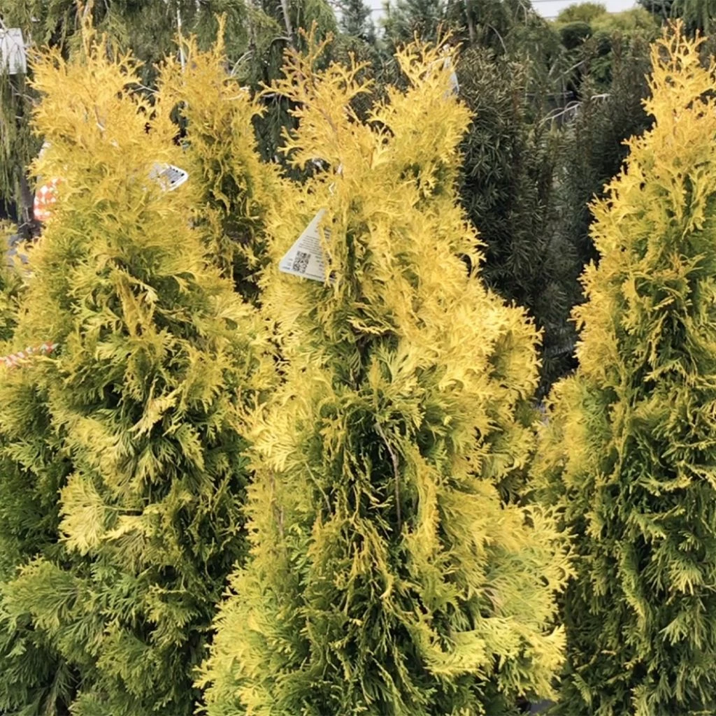 Thuya Du Canada - Thuja Occidentalis Jantar 1 Thuya Du Canada - Thuja Occidentalis Jantar