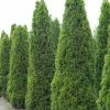 Thuja Occidentalis Totem Smaragd - Thuya Du Canada -Jardin De Fleurs Magasin Thuja occidentalis Totem Smaragd 15214 1