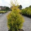 Thuya Du Canada - Thuja Occidentalis Yellow Ribbon. 3 Thuya Du Canada - Thuja Occidentalis Yellow Ribbon. -Jardin De Fleurs Magasin Thuja occidentalis Yellow Ribbon 84360 1