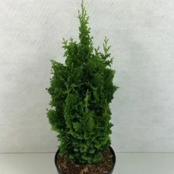 Thuya Du Canada - Thuja Occidentalis Zmatlik