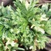 Thuja Orientalis Fleck - Thuya De Chine Ou Thuya D'Orient -Jardin De Fleurs Magasin Thuja orientalis Fleck Thuya de Chine ou Thuya d Orient LD 1008862 1