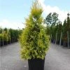 Thuya GÃ©ant - Thuja Plicata 4 Ever Goldy